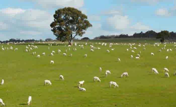 Pastoral Woodlands on Canberra's doorstep