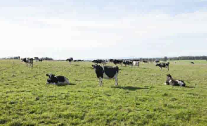 Drouin dairy farm sells for $2.1 million