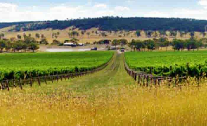 Local buyer snaps up one of Australia's largest vineyards in Victoria