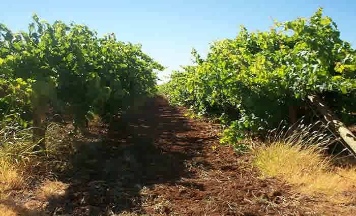 Limited sales activity in Mildura region over June: HTW