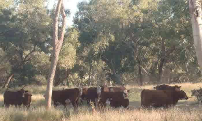 Hewitt Cattle buys two NT pastoral assets for $50 million