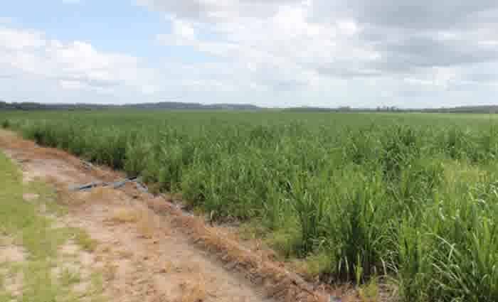 Sugarcane farm at Bundaberg to become macadamia farm after $2 million Bucca sale