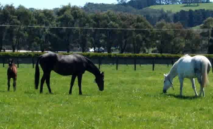 Think Big Stud listed in NSW Southern Highlands