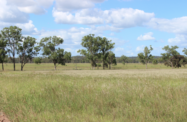 Family held cattle grazing land in Queensland up for auction