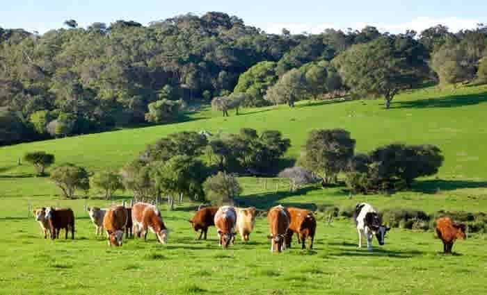 Australian super funds leave agriculture sector to the foreigners