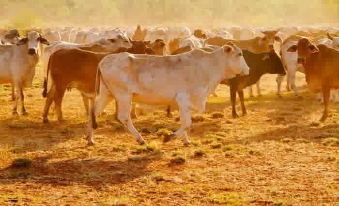 Gina Rinehart raises offer to outbid her rivals for S. Kidman & Co farms