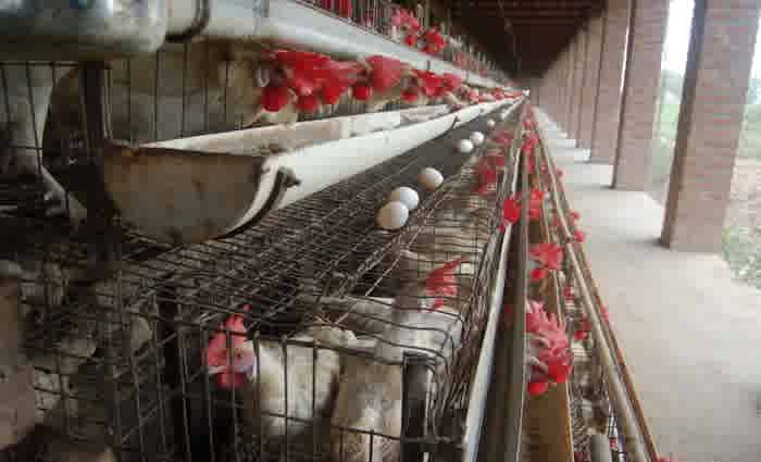 Battery cages won't be phased out of Australia's chicken farms