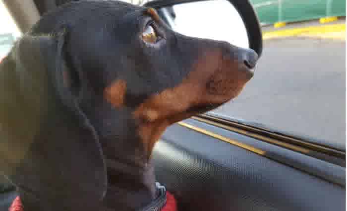 Riding in cars with dogs: Public transport policy needs to change