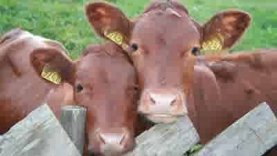 Farmers getting older as their acreages decline