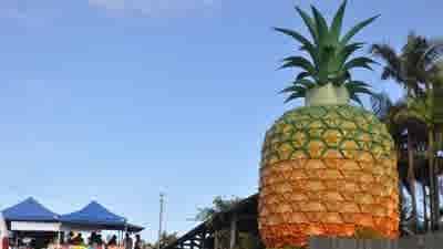 Big Pineapple ploughing begins as plans bear fruit