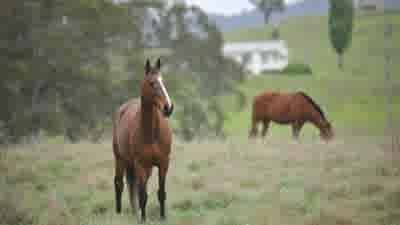 Bolivia Station in NSW’s New England district sells after 40 years of McAlary family ownership