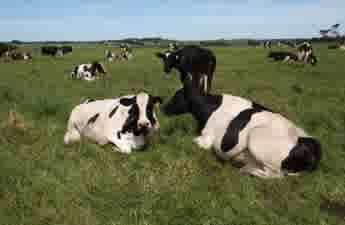 Sour news for Victorian dairy farmers as milk and property lose value