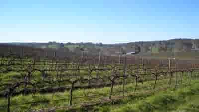 SA vineyards up for sale as downturn puts the squeeze on wineries