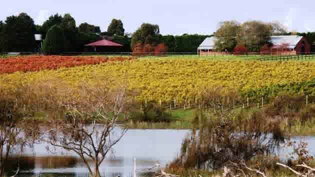 Mornington Peninsula's Box Stallion winery for receivership sale