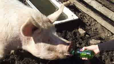 Pinky the pig, Pub in the Paddock at Pyengana, Tasmania, listed