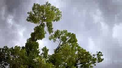 Mosmanites who can't see the harbour for the trees take neighbours to court as land and environment cases rise