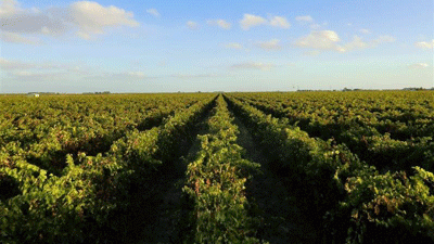 Tenders to close for premium Cabernet Sauvignon and Shiraz Coonawarra vineyards 