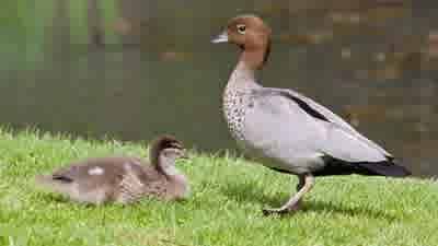 Australian expatriates mustn't be 'wood ducks' when buying back home: buyers' agents