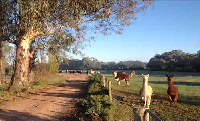 Sale activity slows in Mildura rural market: HTW