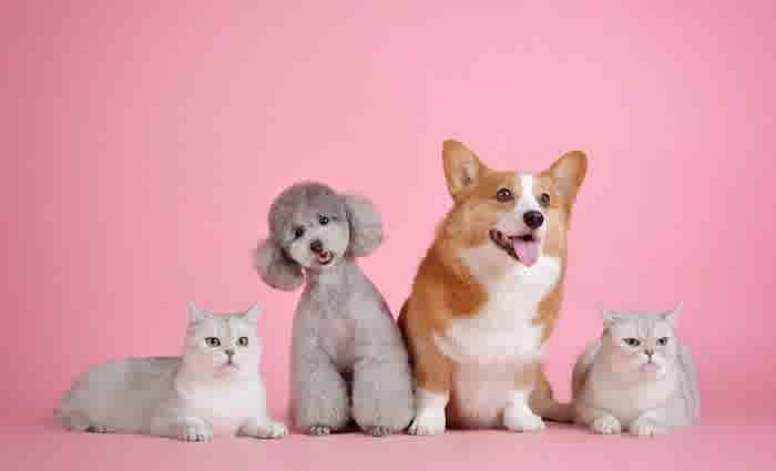 One in 20 NSW rental properties advertised as pet friendly