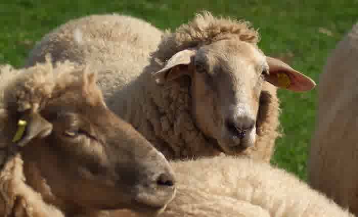 The ban on live sheep exports has just been lifted. Here’s what’s changed