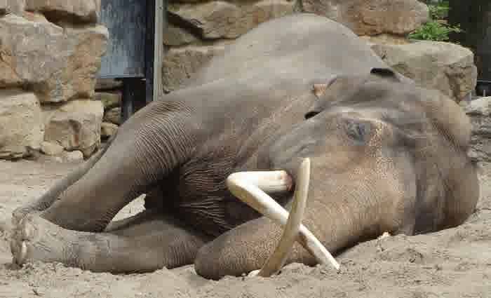 Household debt is the sleeping elephant in the china shop