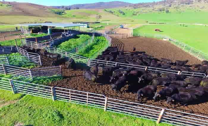 Chinese owned beef farm Mount Falcon Station listed