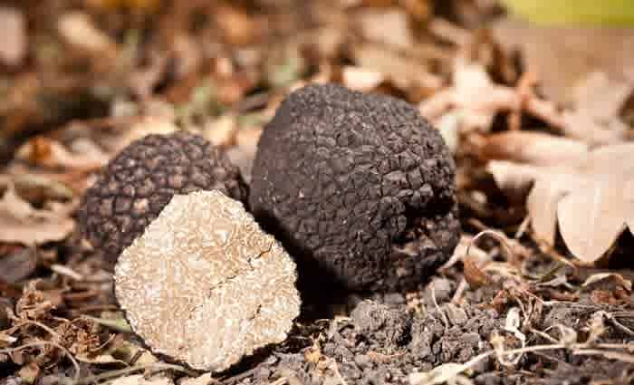 Southern NSW truffle producing properties: Where to buy into the truffiere trend
