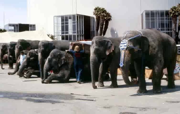 The elephant in the planning scheme: how cities still work around the dominance of parking space