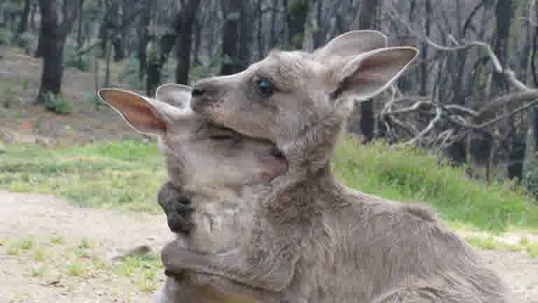 Bushfire relief: The many ways you can help and stay aware.
