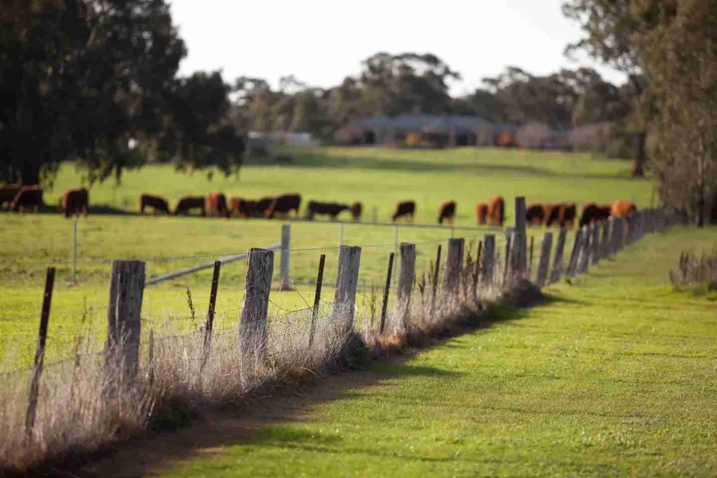 Suburb Property Profile: Jackass Flat, VIC 3556