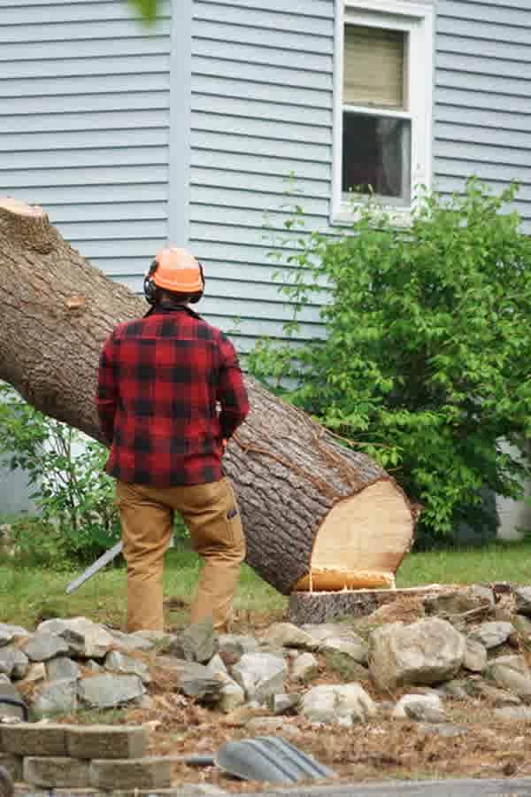 5 Ways Tree Removal Can Benefit Your Property