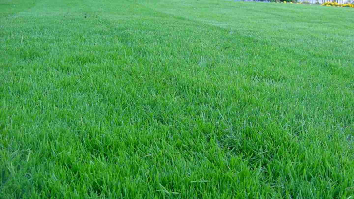 Top Tips to Keep Your Backyard Beautiful in Autumn and Winter