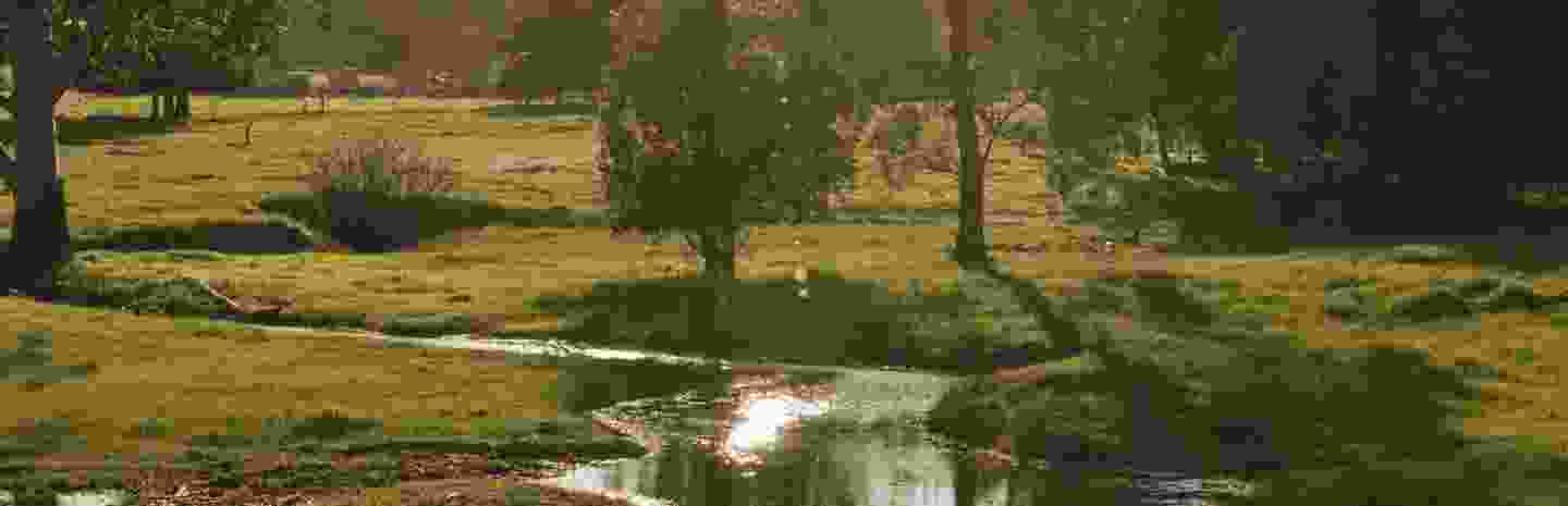 Darling Bullsbrook