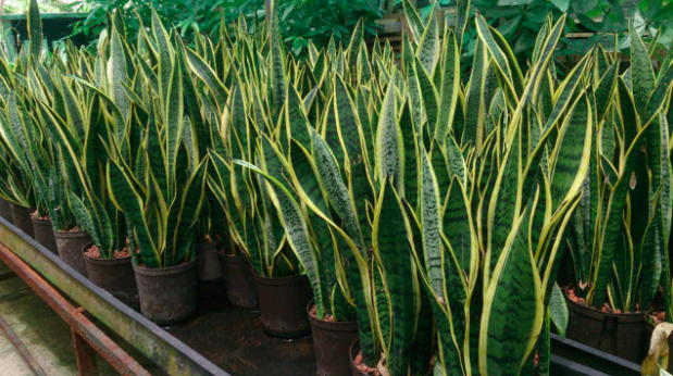 Choosing Easy Indoor Plants For Your New Home