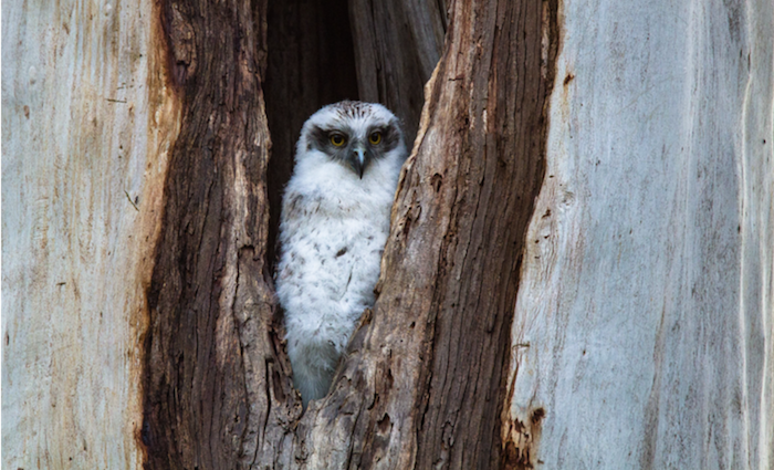 Urban owls are losing their homes. So we're 3D printing them new ones