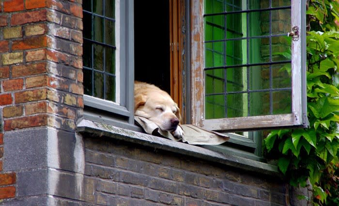 What's a nation of pet owners to do with the rise of apartment living?