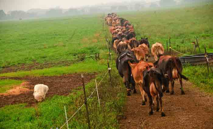 Complex farming advice best given by parents: Commonwealth Bank