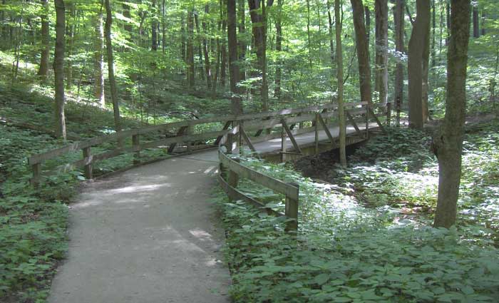 Does higher-density city development leave urban forests out on a limb?