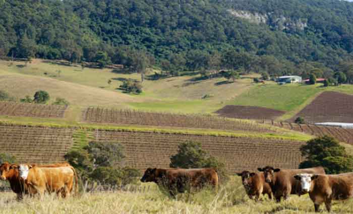 Hunter Valley NSW reaps clearance rate of 59.1 percent: CoreLogic