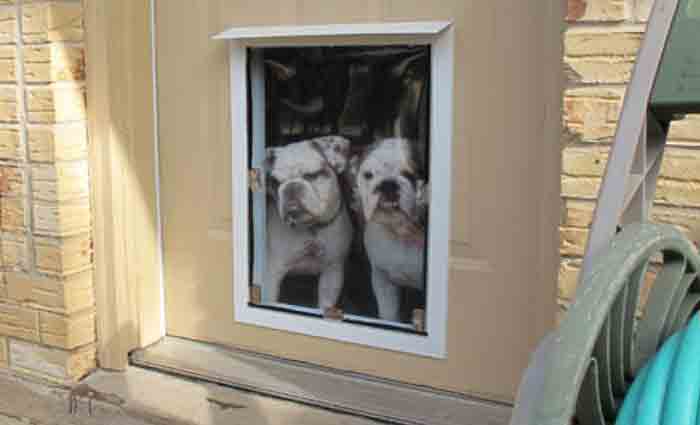 Property 101: Pet bonds in WA