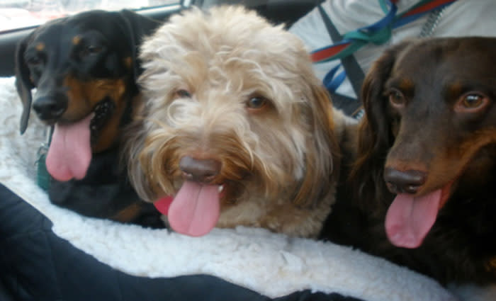 Hot dogs and cool cats: keeping pets cool without blowing your energy bill