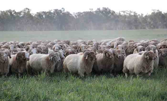 Hassad Australia make another farming loss