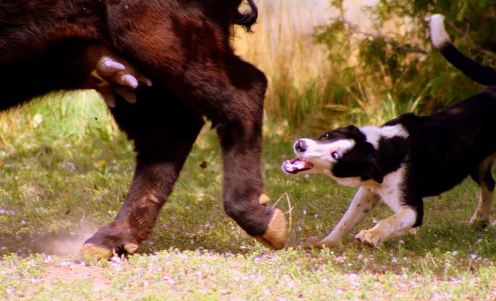 Milking the property development process: Jo Chivers