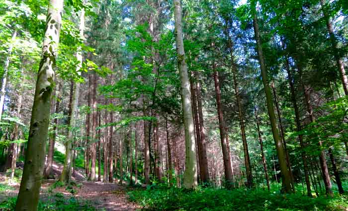 The world’s carbon stores are going up in smoke with vanishing wilderness