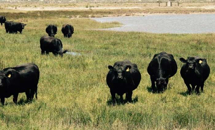 Salteri's Werai, Southern Highlands holding gets bigger