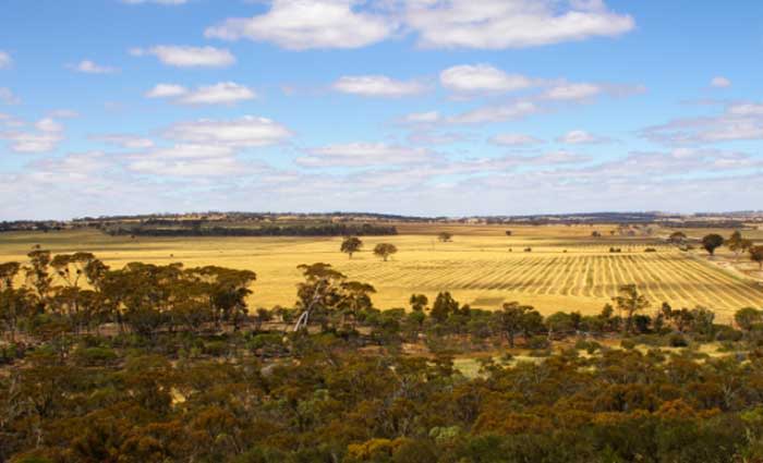 Sales firming in WA's Wheatbelt region: HTW
