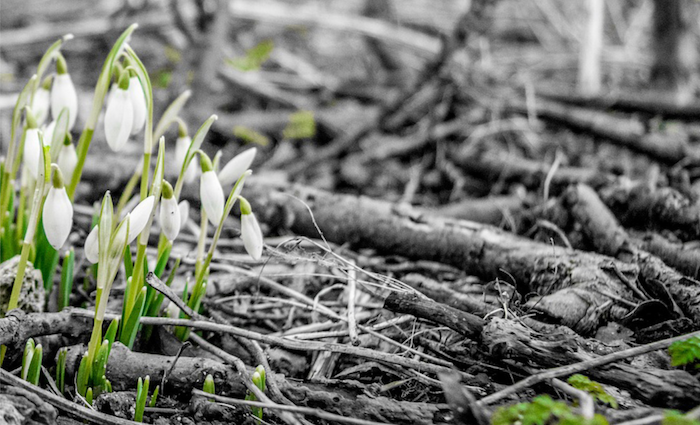 Bushfire affected towns and suburbs could be set for resurgence: PRD Research