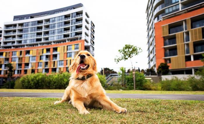 Pet friendly developments triggers dogs at Discovery Point
