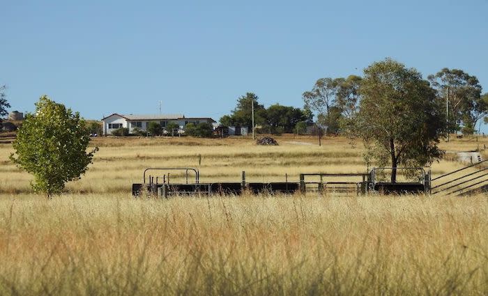 Tamworth values expected to soften in 2020: HTW rural
